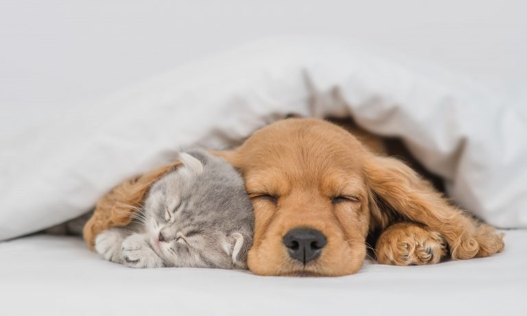 vets dog cat pet