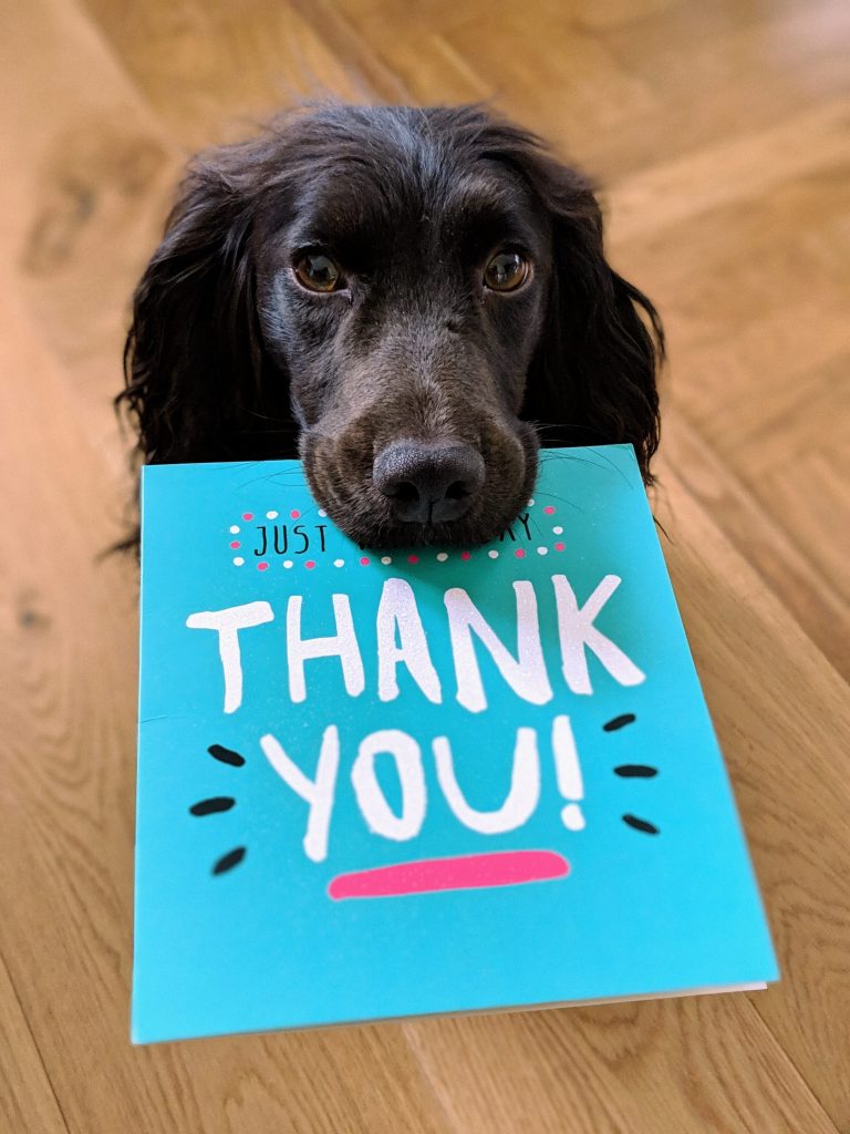 thanks dog cute