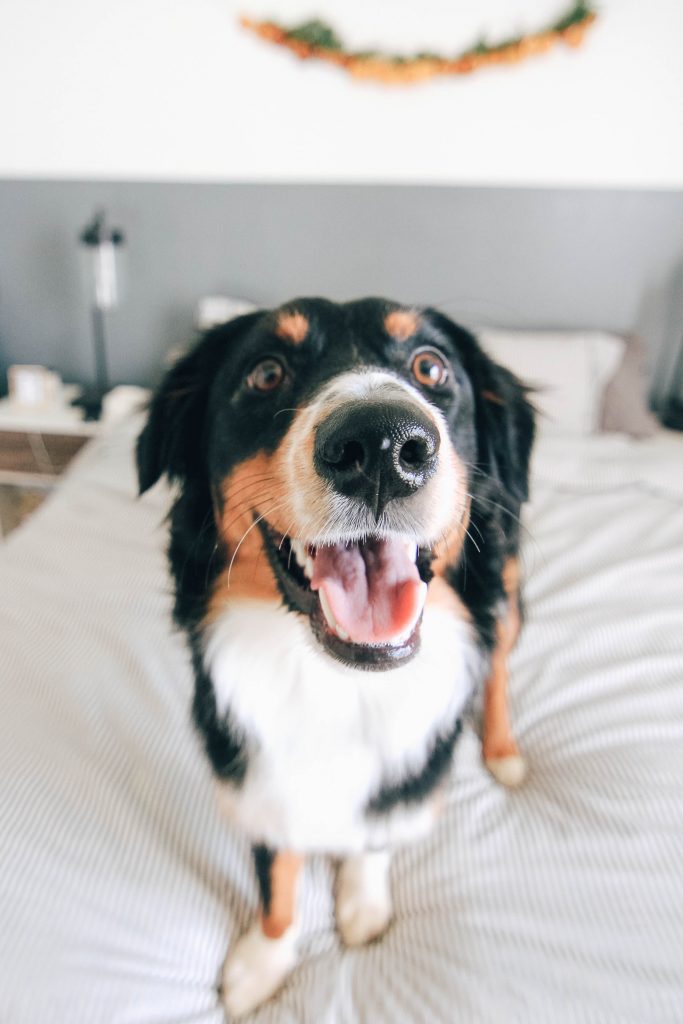 dog happy mobile vet