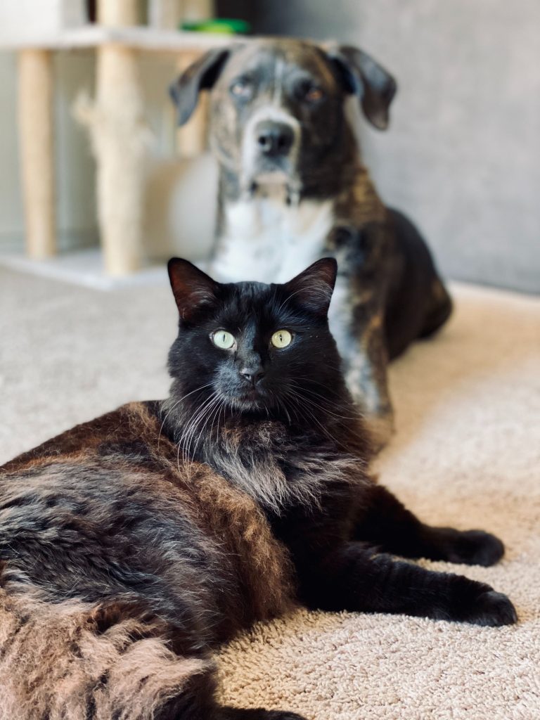 dog cat lying down house