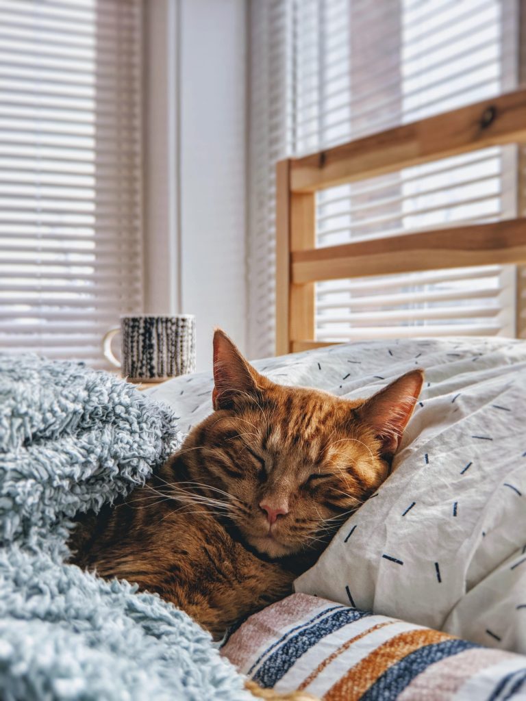cat home