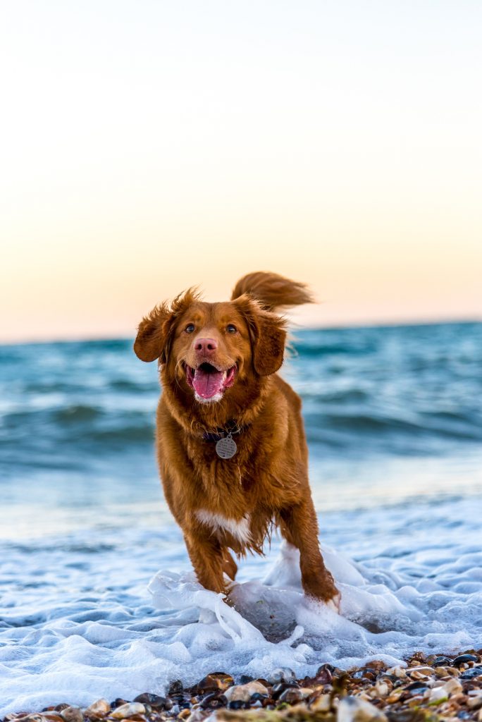 dog beach happy running
