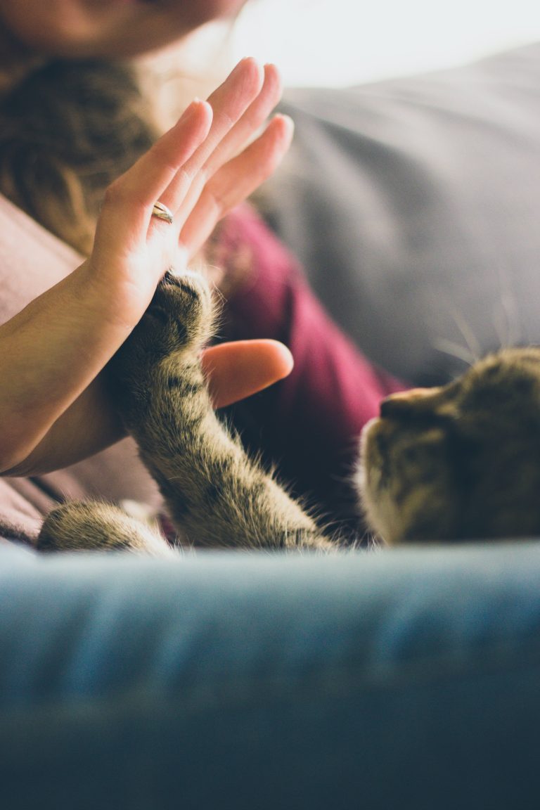 cat mum love hand paw pet