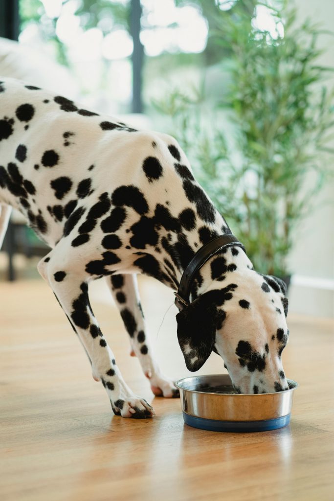dog foods diet bowl